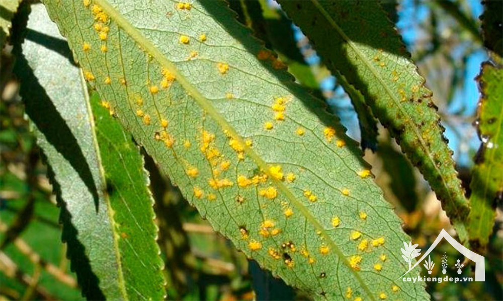 Bệnh gỉ sắt thường gặp trên cây liễu
