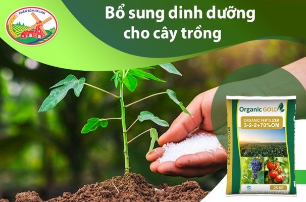 Người nông dân đang bón phân bổ sung dinh dưỡng cho cây trồng trên luống