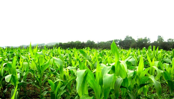 Phân bón được trộn vào đất trước khi trồng cây (bón lót)
