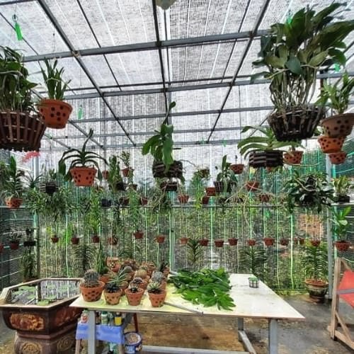 Cách bố trí và chọn vị trí trồng phong lan phù hợp