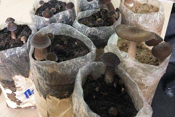 Nấm đang phát triển trong túi - minh họa cách trồng nấm trồng túi