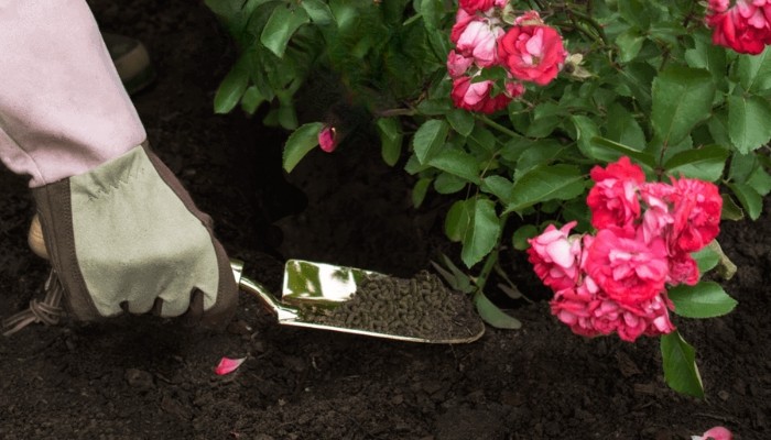 Bón phân định kỳ giúp hoa sứ ra nhiều hoa
