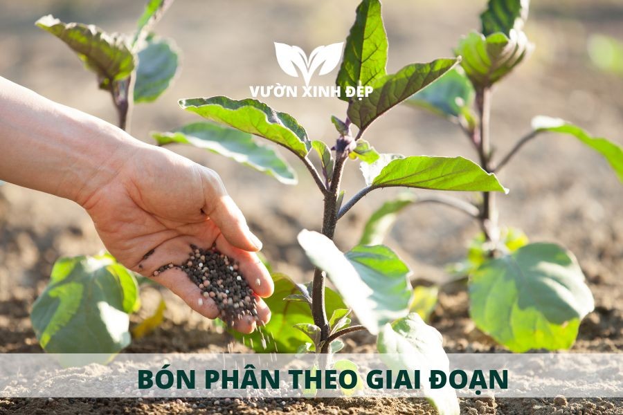 cách bón phân cho cây cà tím