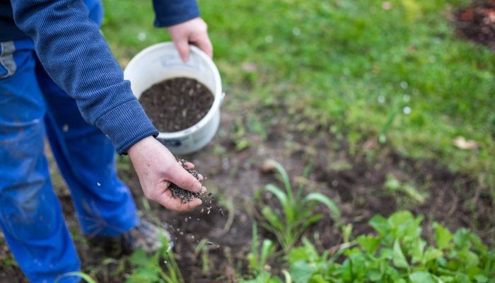 Bón phân cho hoa sao nhái theo từng giai đoạn phát triển