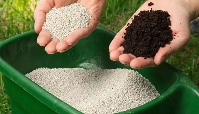 Cung cấp dinh dưỡng cho cây tía tô