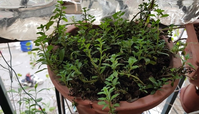 Kỹ thuật bón phân cho rau húng láng