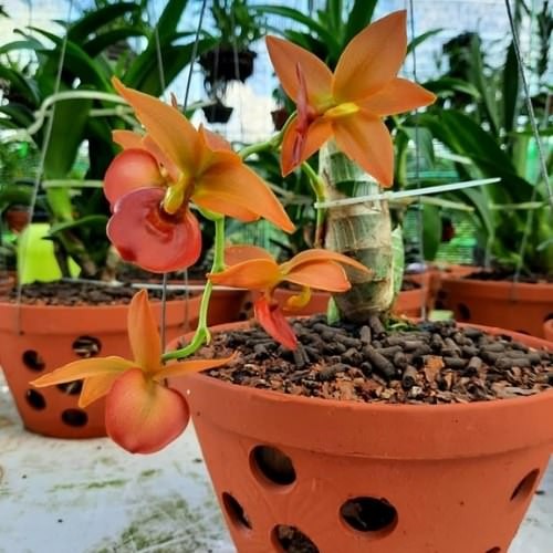Bón phân trùn quế viên nén SFARM cho phong lan