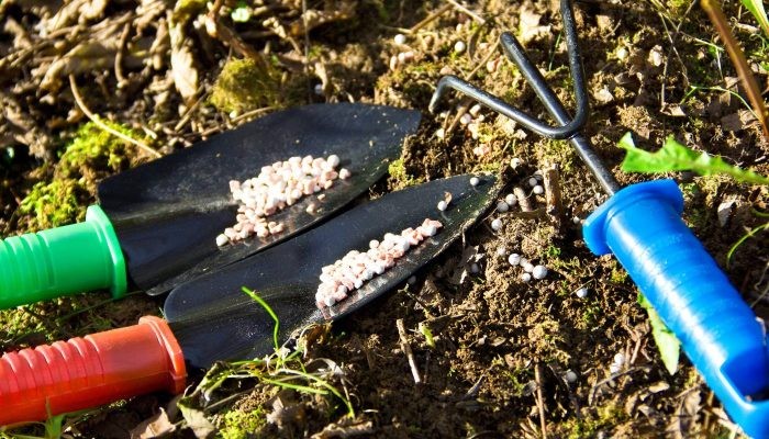 Bón phân phục hồi cho cây thiết mộc lan sau khi ra hoa
