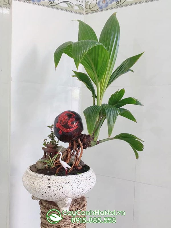 Hình ảnh cây dừa bonsai nghệ thuật với gáo dừa