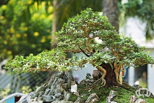 Cây cảnh bonsai và tiểu cảnh đá non bộ phủ rêu xanh