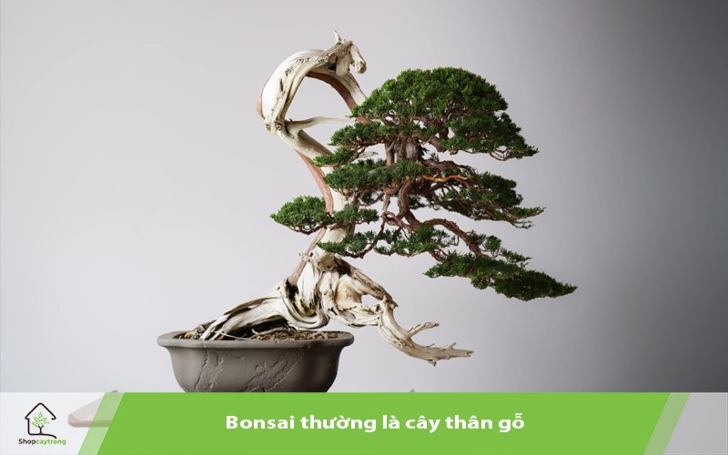 Đất trồng cây bonsai cần sạch bệnh để đảm bảo rễ phát triển khỏe mạnh