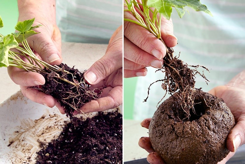 Trồng cây vào bầu đất Kokedama