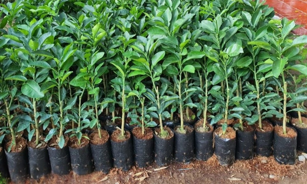 Chọn cây giống bưởi khỏe mạnh, thân thẳng để trồng