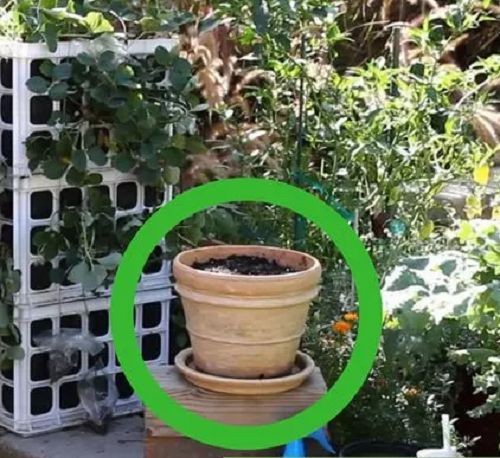Chọn chậu đất nung có lỗ thoát nước để trồng rau ăn Tết