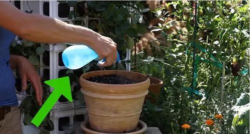 Chuẩn bị đất tơi xốp và làm ẩm trước khi gieo hạt rau xà lách