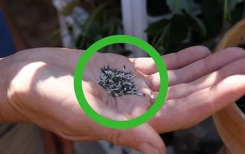 Hạt giống rau xà lách nhỏ li ti sẵn sàng cho vụ trồng rau Tết