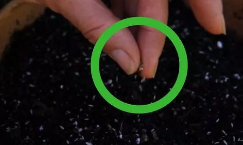 Kỹ thuật gieo hạt rau xà lách đều trên bề mặt đất