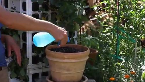 Phủ một lớp đất mỏng sau khi gieo hạt để giữ ẩm