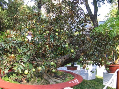 Cây vú sữa sai quả trồng trong chậu