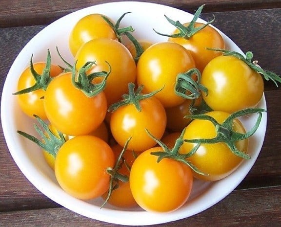 Những trái cà chua vàng cherry chín mọng