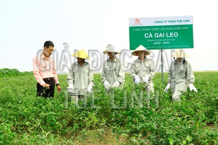 Người dân thu hoạch cà gai leo - Cách trồng cây dược liệu quý giúp làm giàu