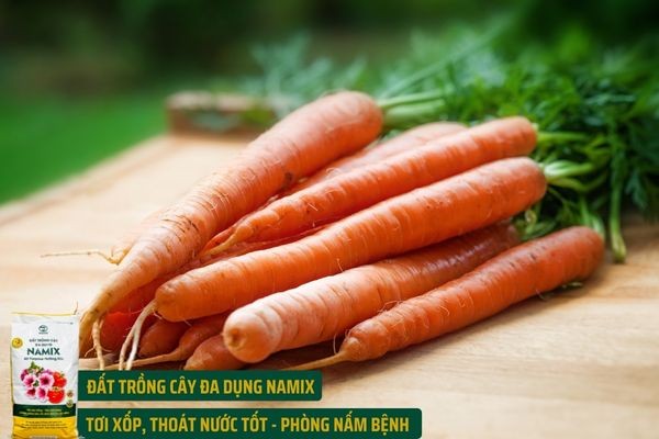 Cà rốt