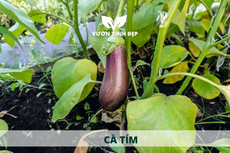 quả cà tím tươi ngon trồng tại nhà