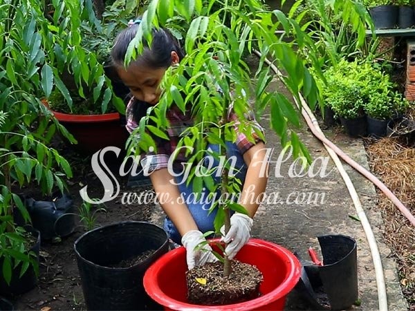 Các bước đặt cây cóc vào chậu và thêm đất