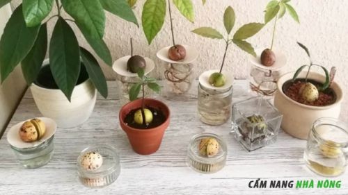 Các giai đoạn nảy mầm hạt bơ - Kinh nghiệm chăm sóc cây bơ trồng trong chậu
