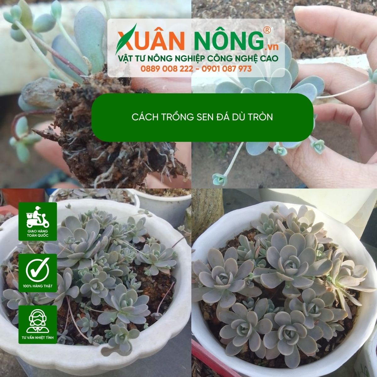 Cận cảnh lá mọng nước của sen đá Dù Tròn, một trong những đặc điểm của sen đá dù tròn