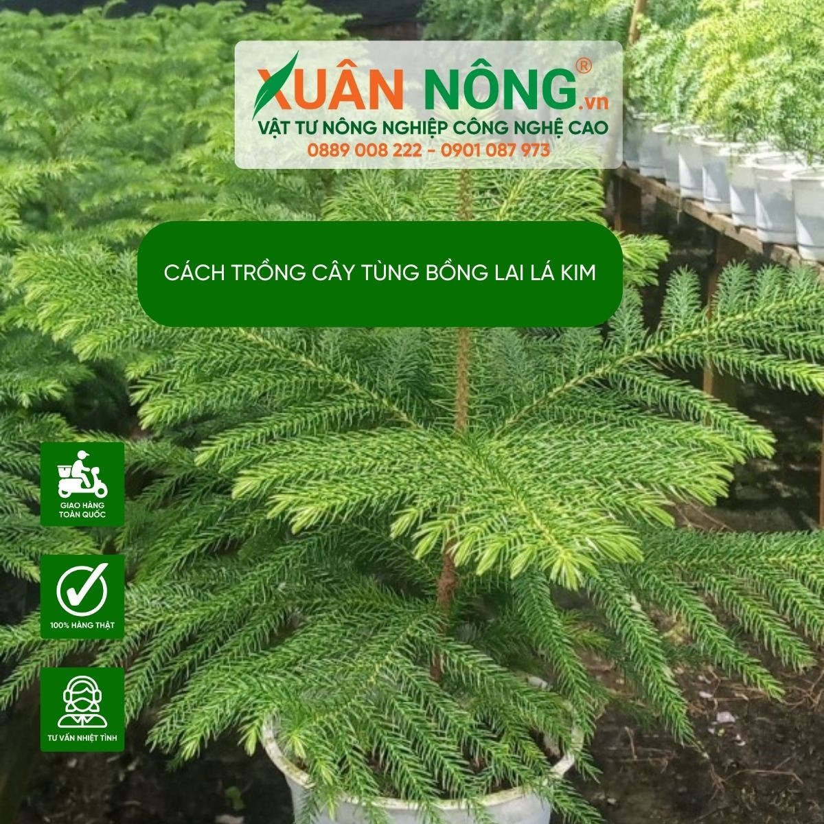 đặc điểm cây tùng lá kim