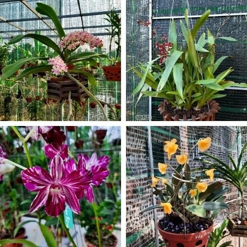 Một số giống phong lan đẹp phổ biến để trồng tại nhà
