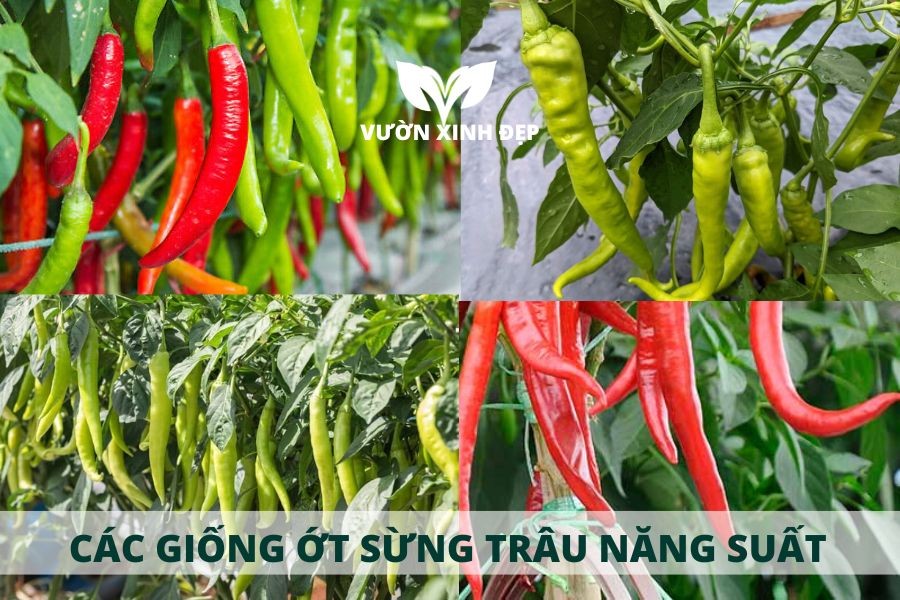 các giống ớt sừng trâu năng suất