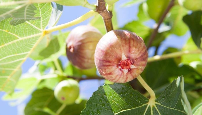 Sự đa dạng của các giống sung Mỹ