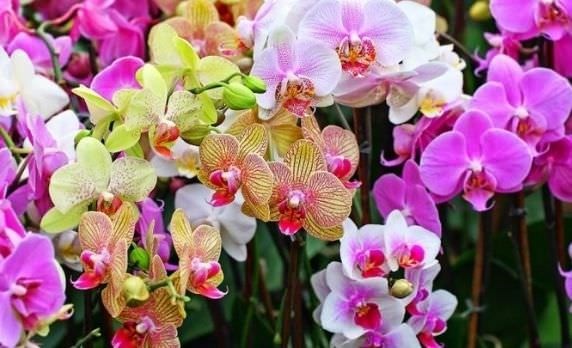 Các giống lan hồ điệp với màu sắc hoa đa dạng