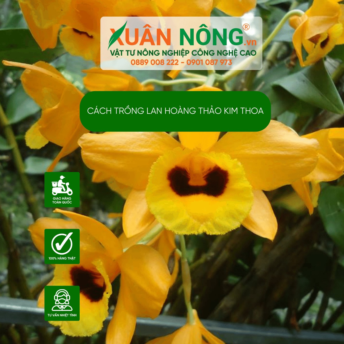 Cách lựa chọn cây giống lan kim thoa khỏe mạnh