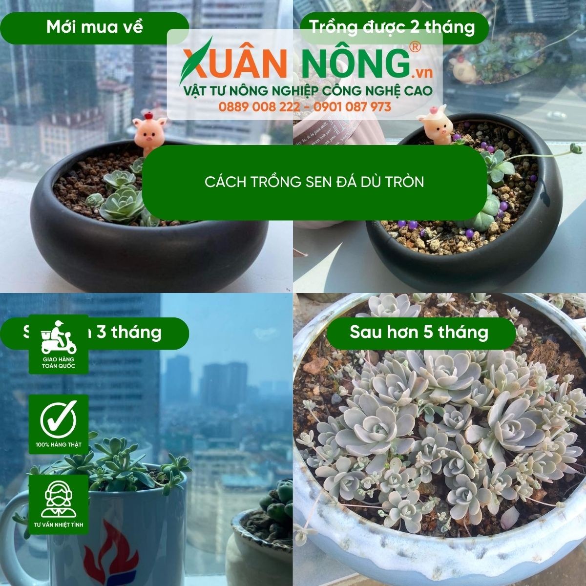 Hình ảnh minh họa các bước trong cách trồng sen đá dù tròn