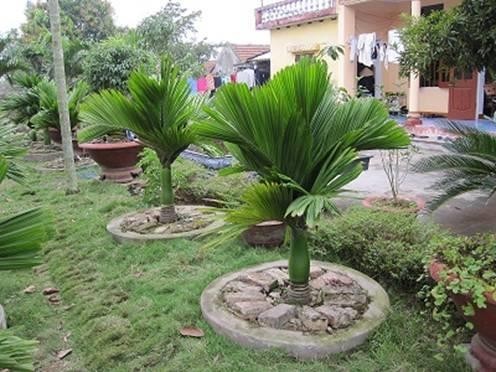 Kỹ thuật trồng cây cau trắng