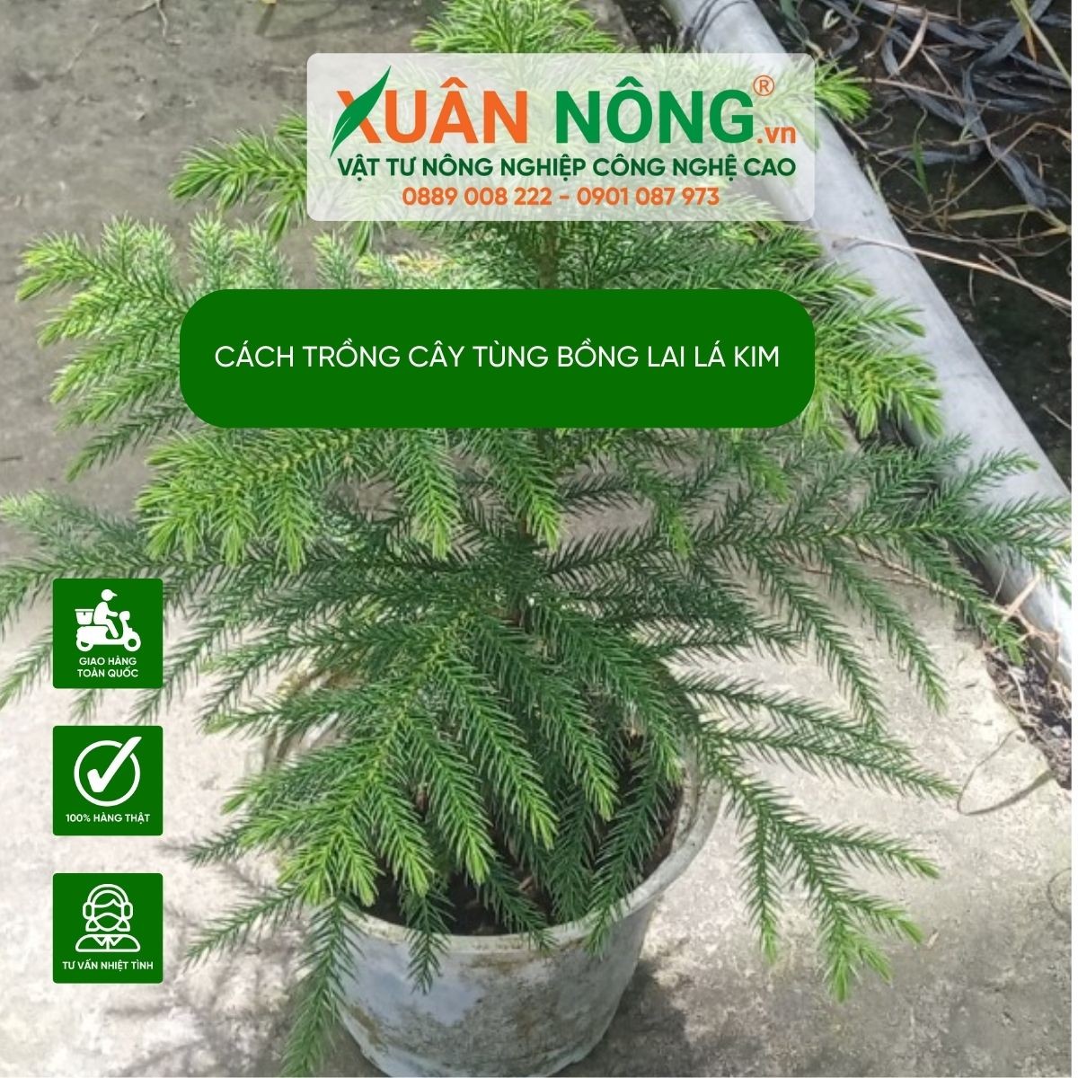 ý nghĩa phong thủy cây tùng lá kim