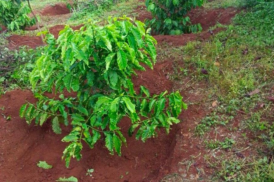 Đất đỏ bazan tối ưu cho sự phát triển của cây cà phê