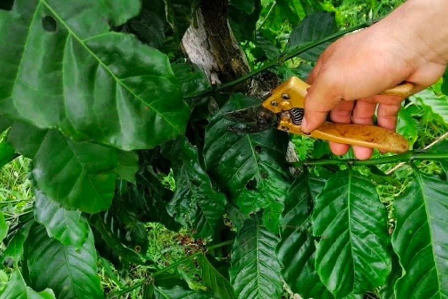 Cắt tỉa cành tạo độ thông thoáng cho cây cà phê