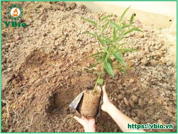 cách chăm sóc đào cảnh