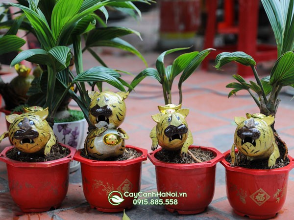 Kinh nghiệm chăm sóc cây dừa bonsai giúp cây phát triển khỏe mạnh