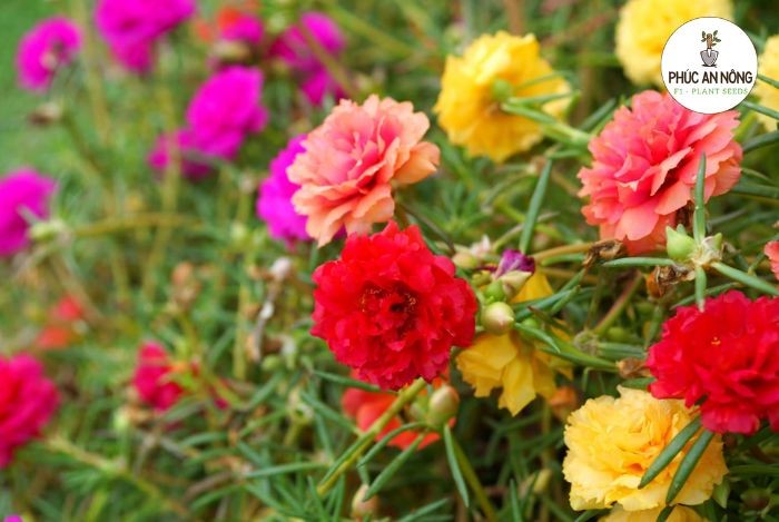 Cách chămCách chăm sóc hoa mười giờ trồng trong chai nhựa sóc hoa mười giờ trồng trong chai nhựa