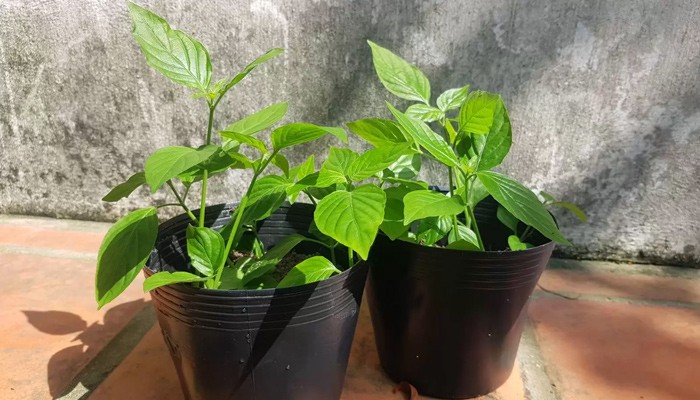 Kỹ thuật chăm sóc cây lá cẩm phát triển khỏe mạnh