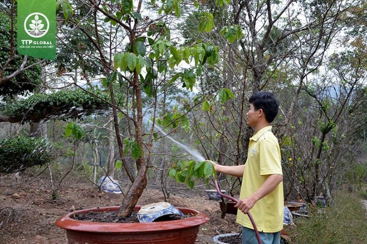 Chăm sóc cây mai rừng ra hoa dịp Tết