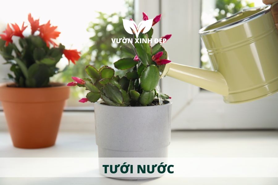 Cách tưới nước đúng kỹ thuật khi chăm sóc hoa Tiểu Quỳnh