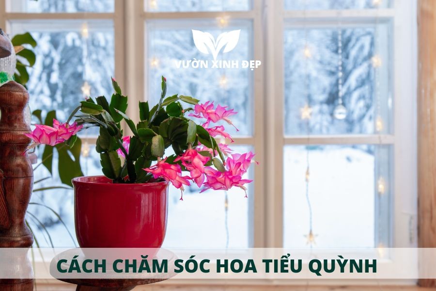 Chăm sóc tổng thể giúp cây Lan Càng Cua ra hoa đẹp