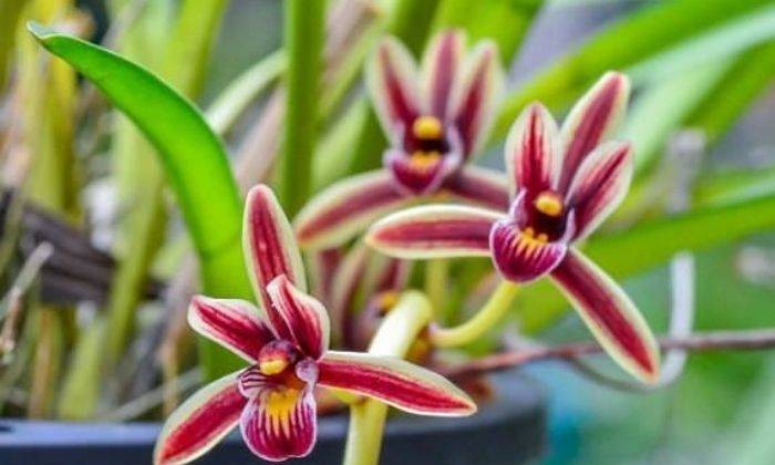 Đặc Điểm Của Cánh Hoa Kiếm Lô Hội