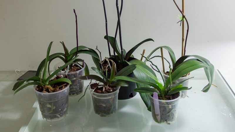 Keiki (cây con) đang phát triển trên ngồng hoa cũ của lan hồ điệp